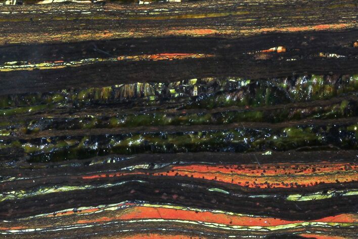 Polished Tiger Iron Stromatolite - ( Billion Years) #75829